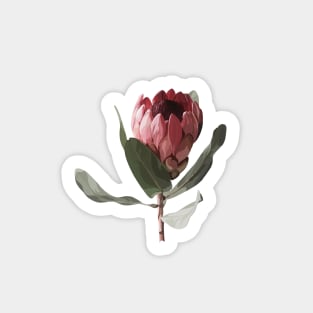 Protea flower Sticker